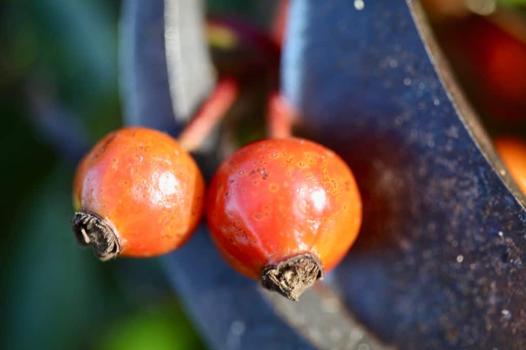 two orange rose hips being cut from the bush with pruners
