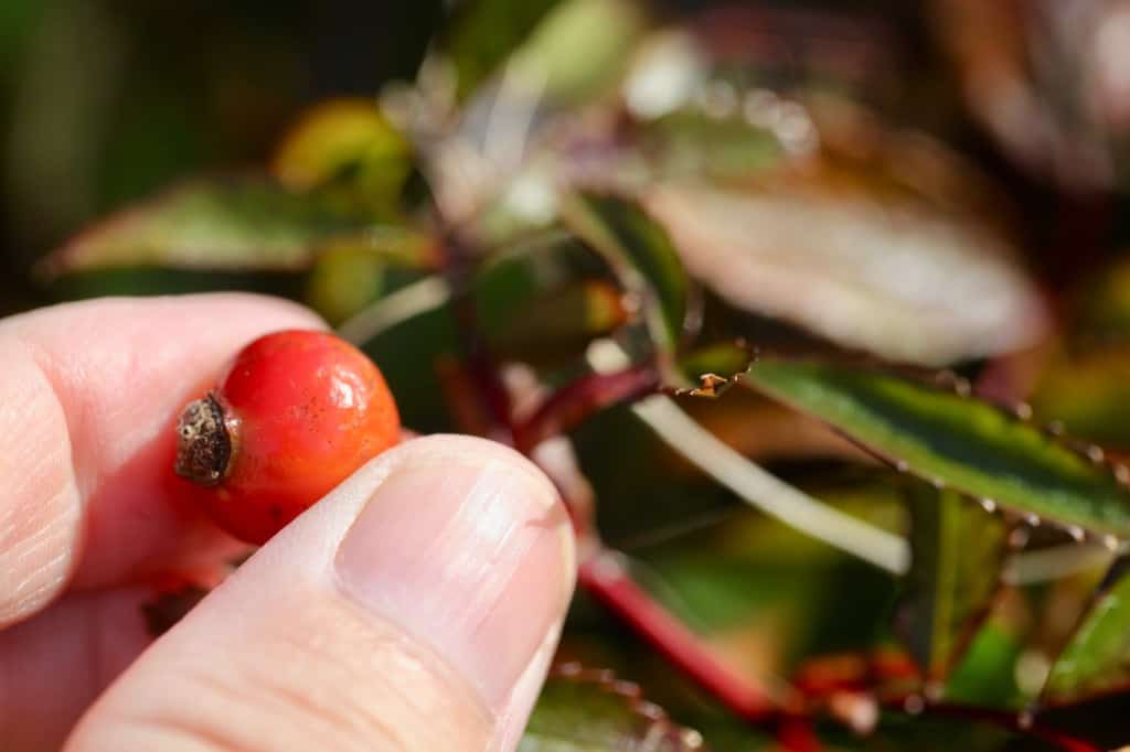 harvesting rose hips by picking them from the rose stems