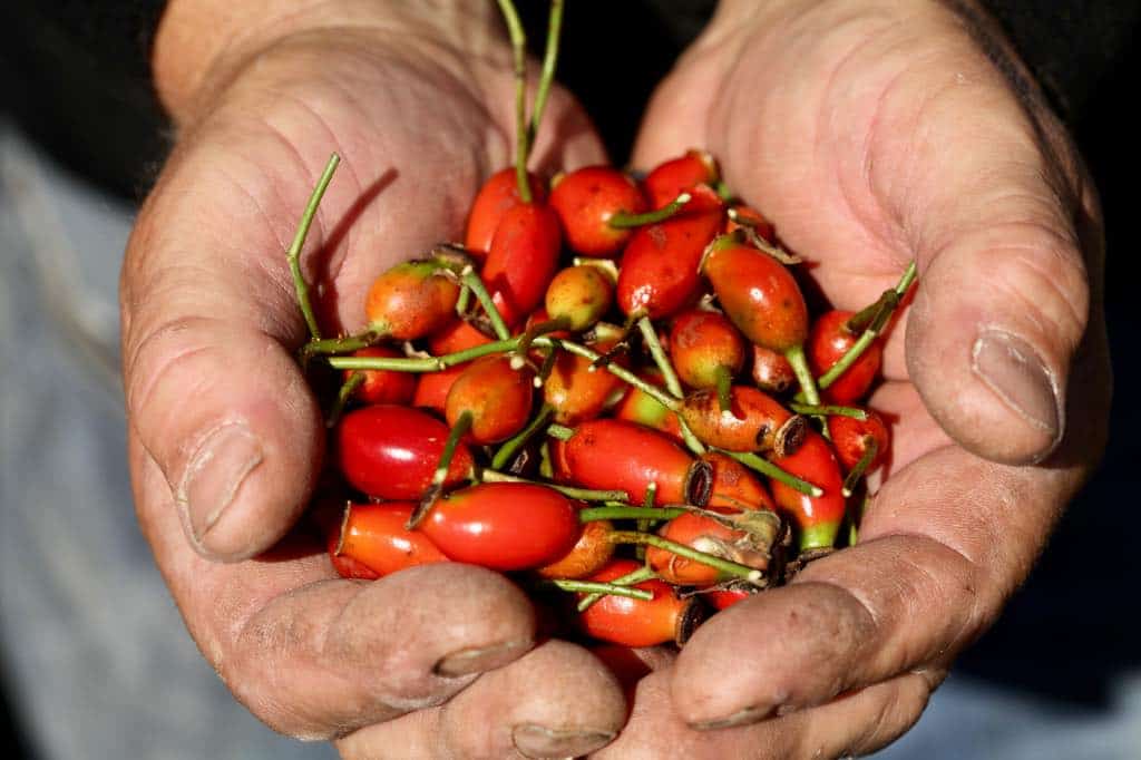 two hands cupping red rose hips, freshly harvested