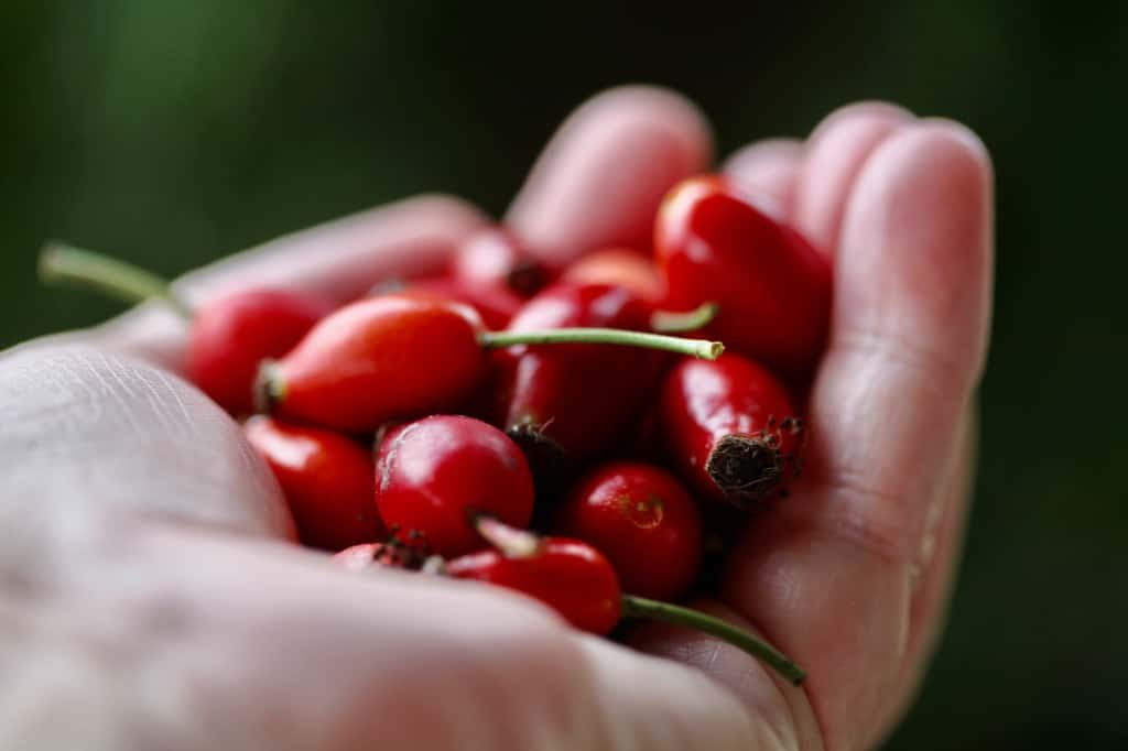 a hand holding red rose hips