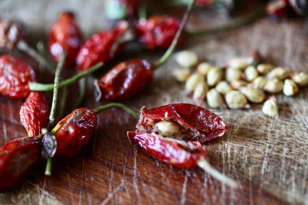 harvesting rose seeds for planting