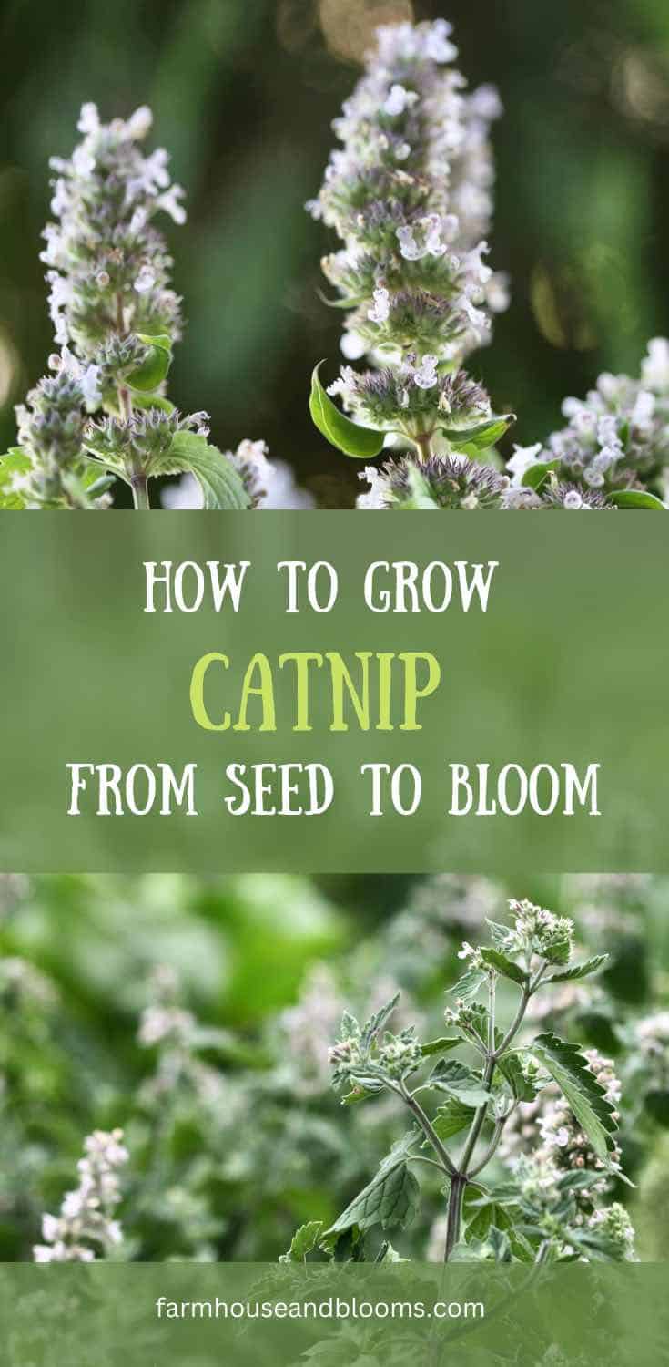 How To Grow Catnip From Seed To Bloom- Planting And Care - Farmhouse ...