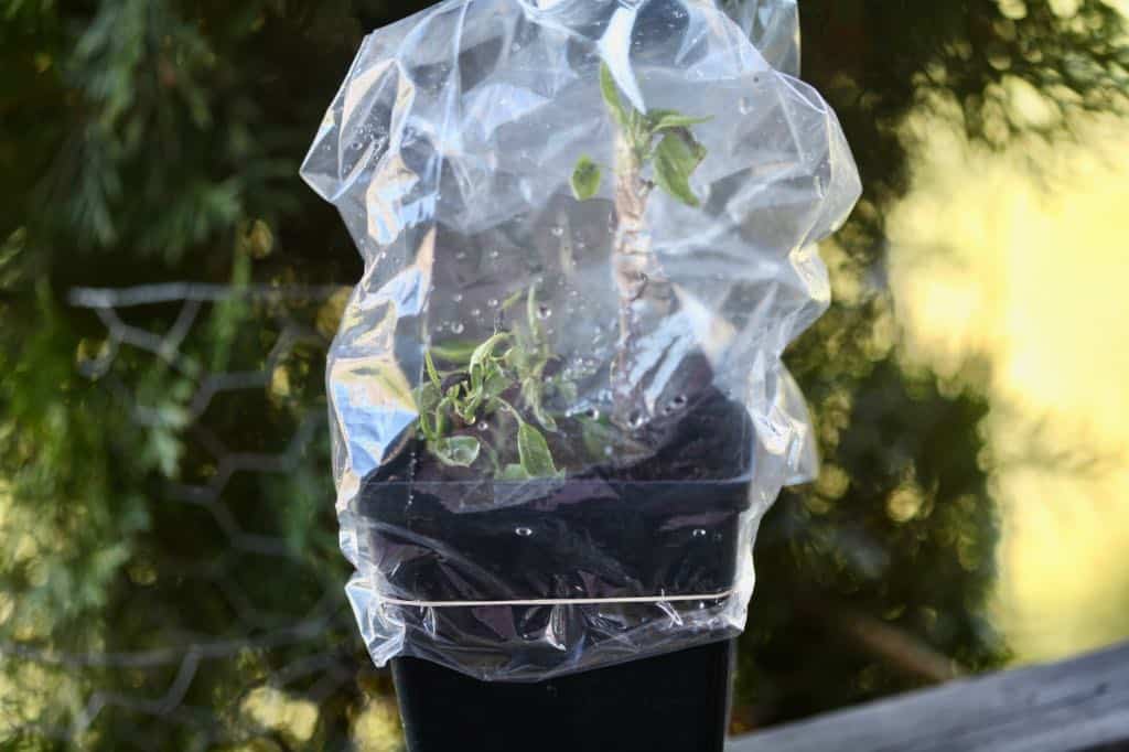humidity dome over pear cuttings secured with an elastic band