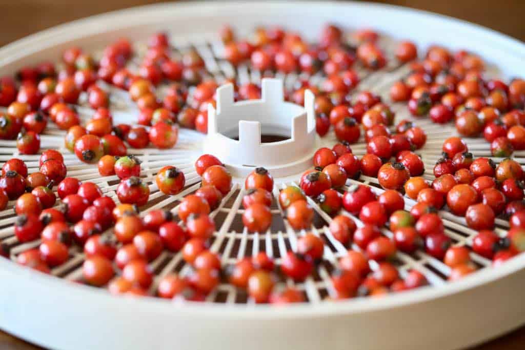 intact rose hips to dry in the food dehydrator