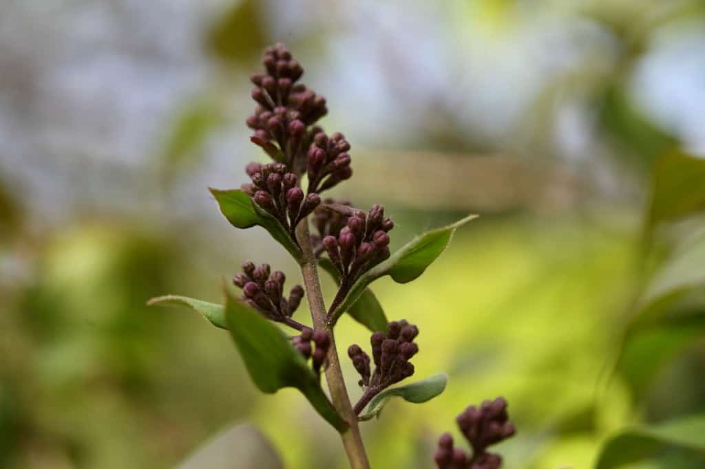 a lilac flower in bud