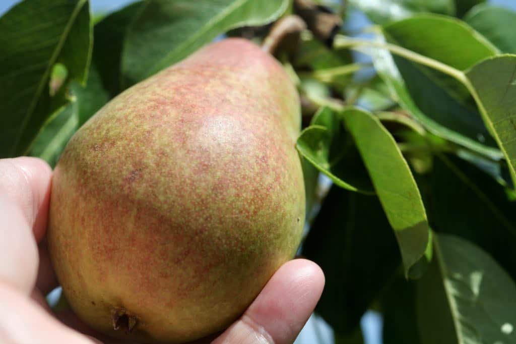 a hand holding a pear attached to a pear tree
