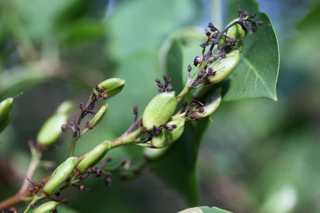 green and immature lilac seed pods 