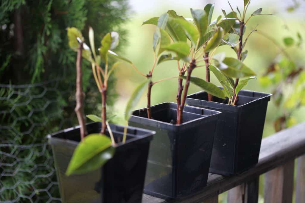 newly planted pear cuttings in black pots
