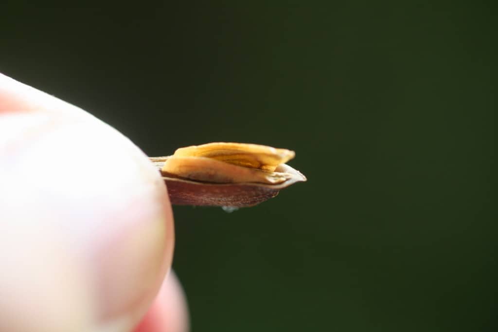 a hand holding one half of a lilac seed pod showing two seeds inside