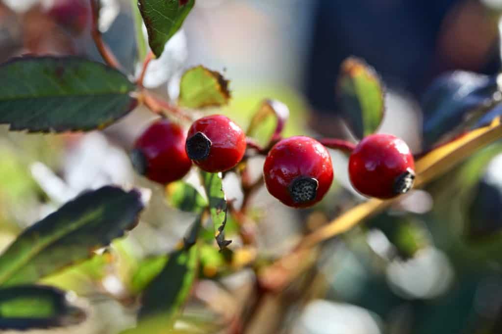 red rose hips on a bush to be harvested