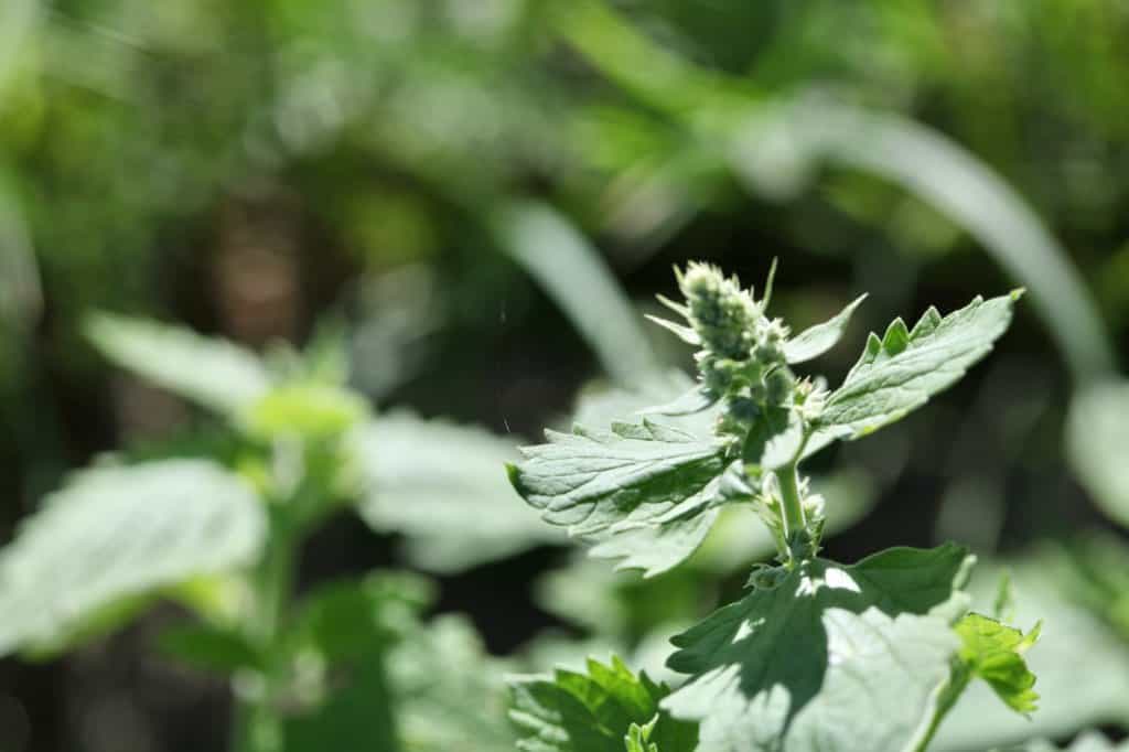 plant catnip seedlings in a sunny location after the threat of frost has passed, discussing how to grow catnip from seed