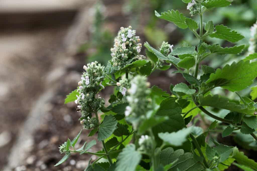 a catnip plant in the garden, showing how to grow catnip from seed