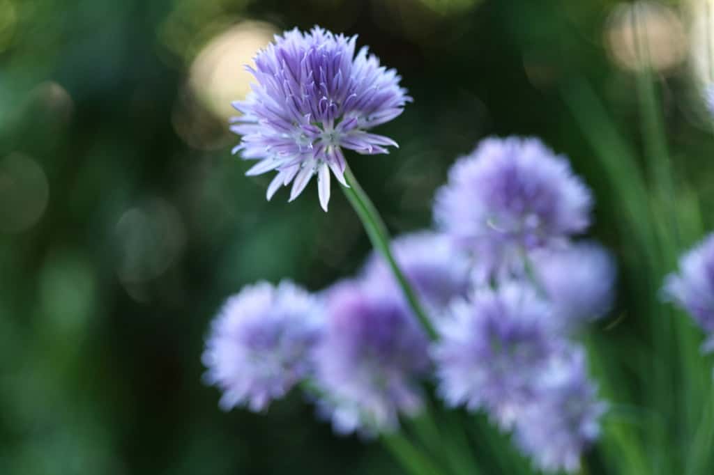 purple chive flowers up close