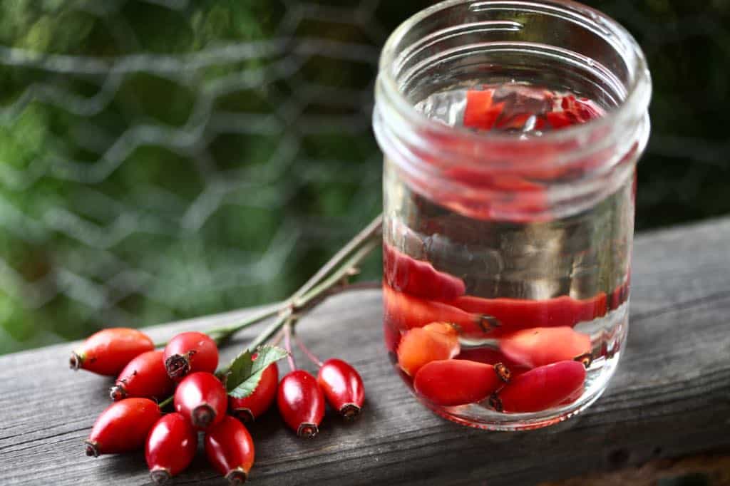 rose hip tea with fresh rose hips