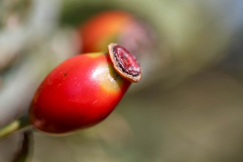 a red rose hip with a blurred background