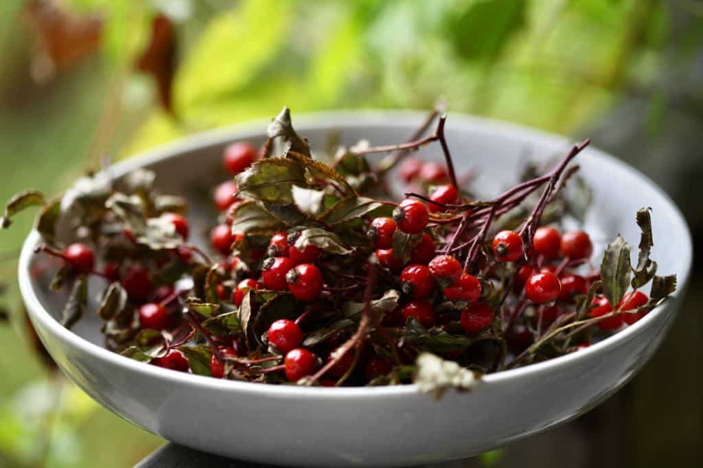 red rose hips in a bowl