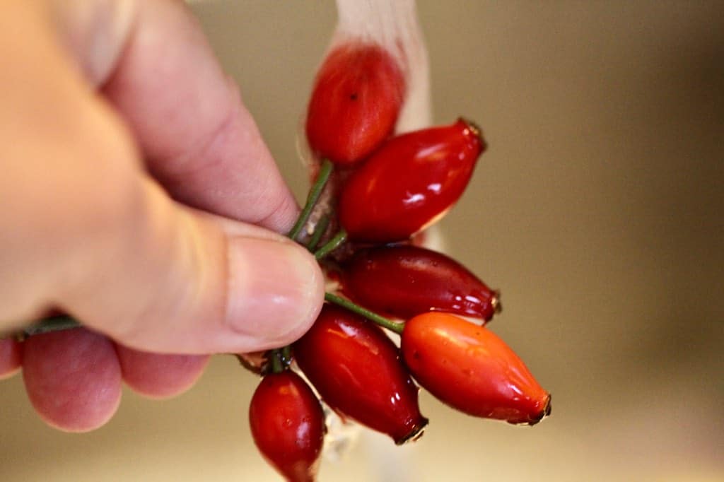 a hand holding rose hips under running water to wash them