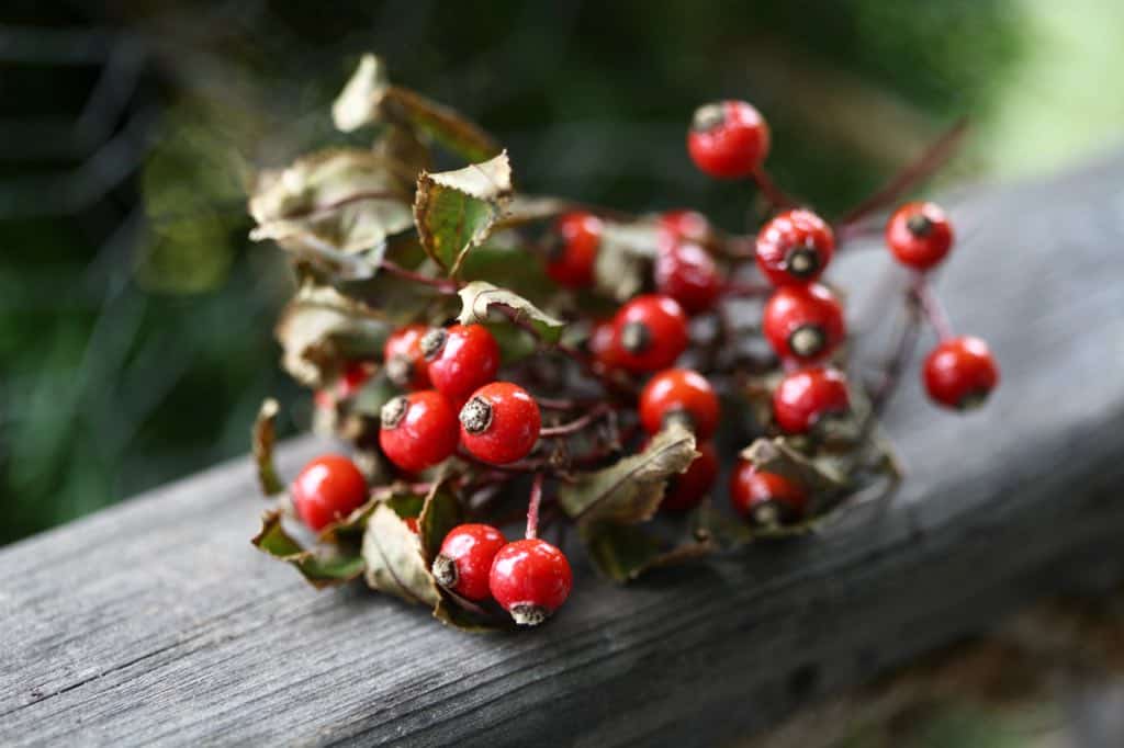 a bunch of rose hips and leaves on a wooden railing