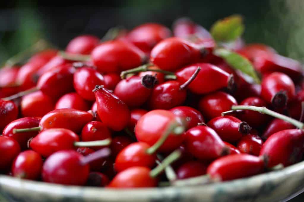 a bowlful of red rose hips