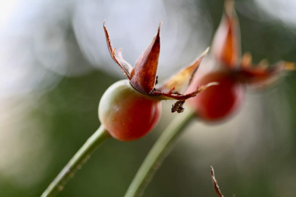 rose hips starting to turn red