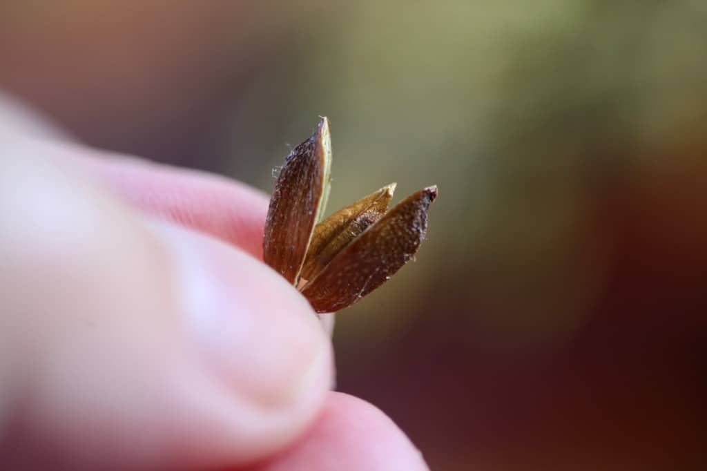 a hand holding a lilac seed pod which has opened to reveal a seed inside