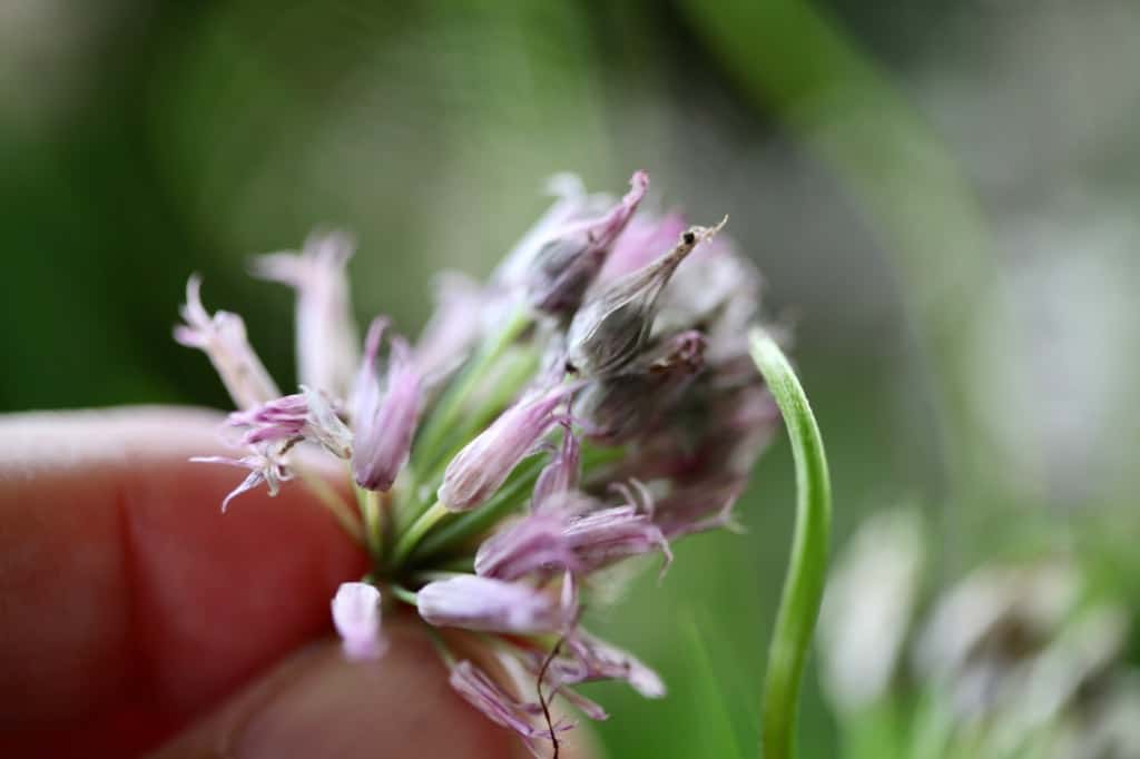 seeds forming inside chive blossoms, showing how to grow chives from seed indoors