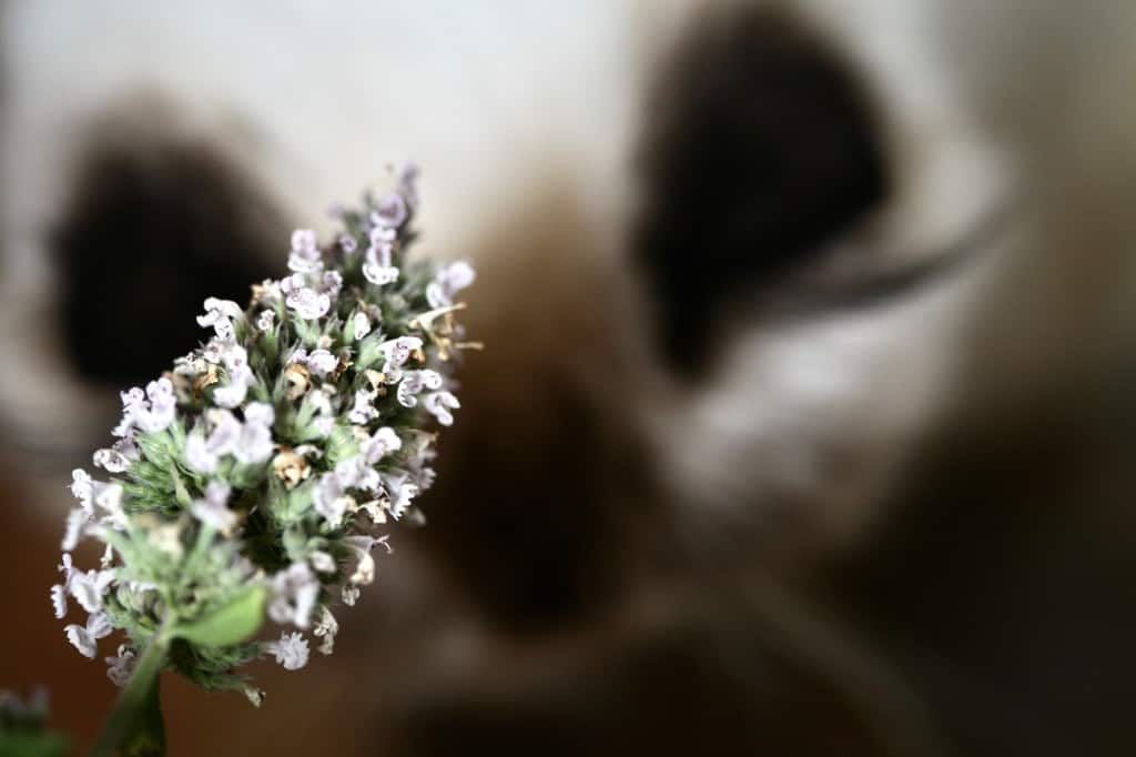 a catnip flower in front of a cat who is ignoring it