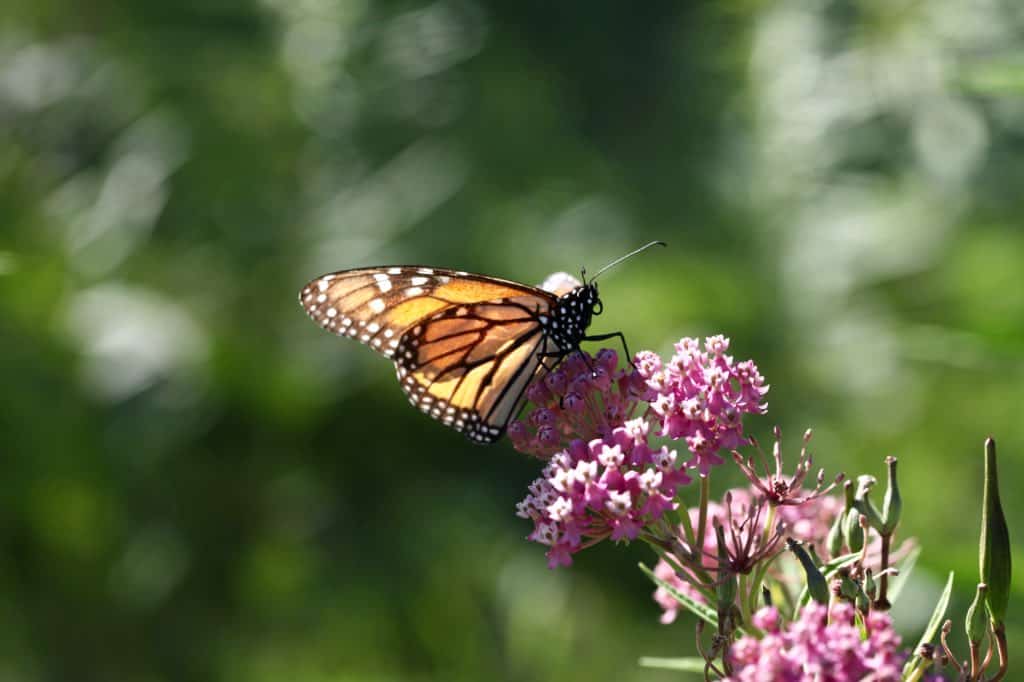 a monarch butterfly on a milkweed flower