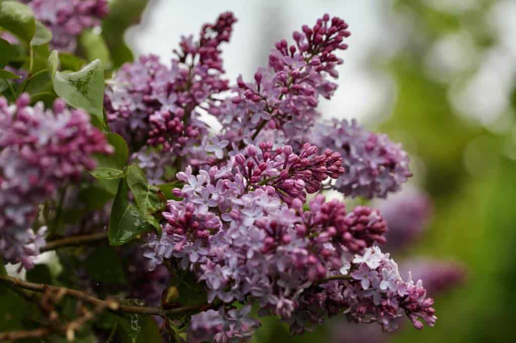 purple flowers of the common lilac, syringa vulgaris, 