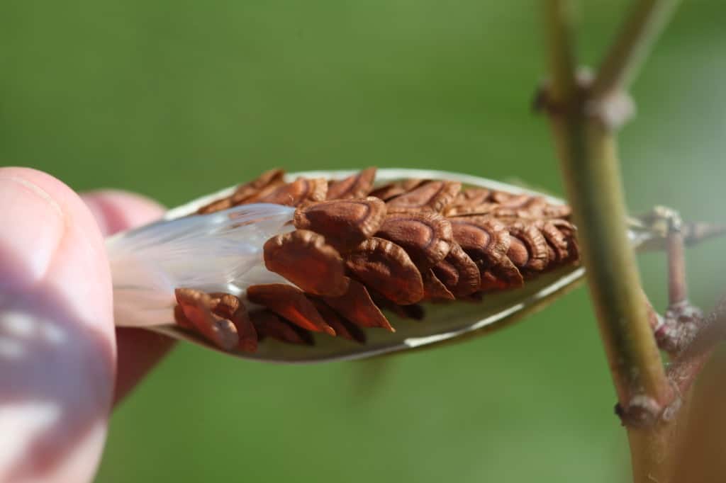 swamp milkweed seeds inside a pod, with attached silky comas
