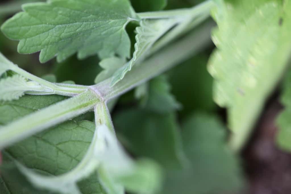 the stems of catnip are square, and are also covered with fine hairs