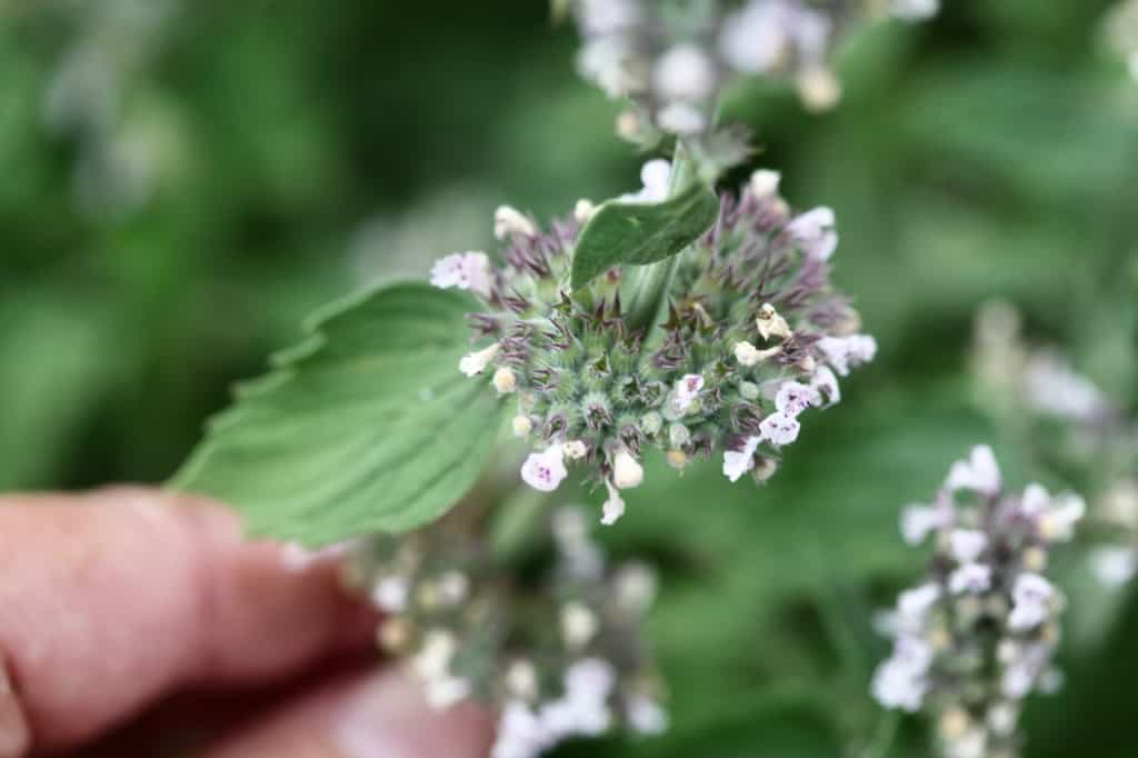 thin catnip plants to allow for adequate spacing between plants