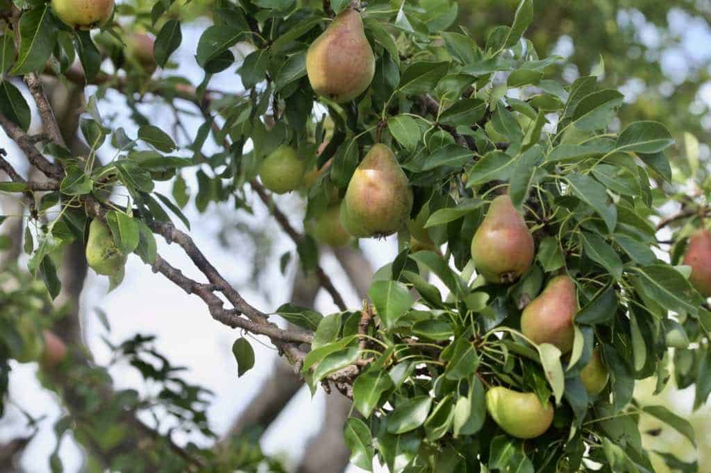 a pear tree with pears