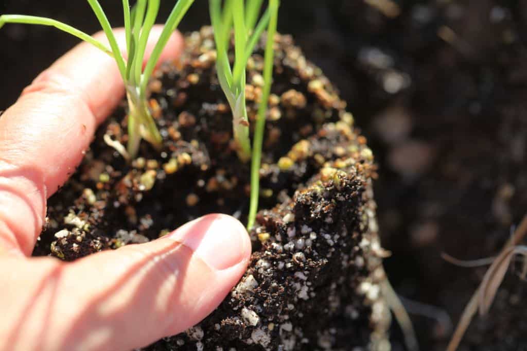 a hand holding chive seedlings for transplanting, showing how to grow chives from seed indoors