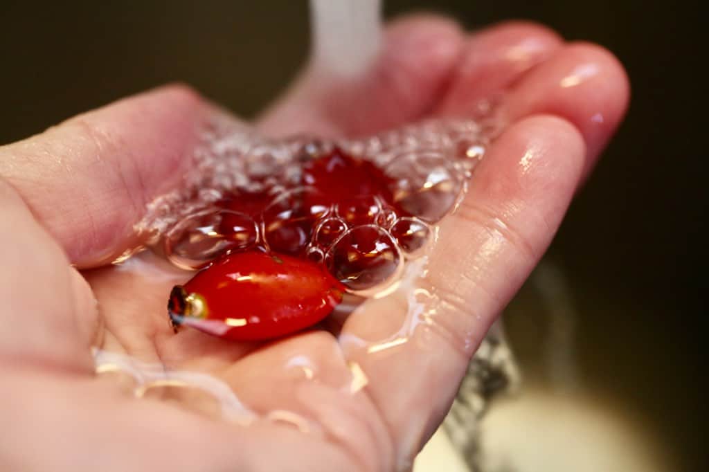 a hand washing fresh rose hips to remove garden debris