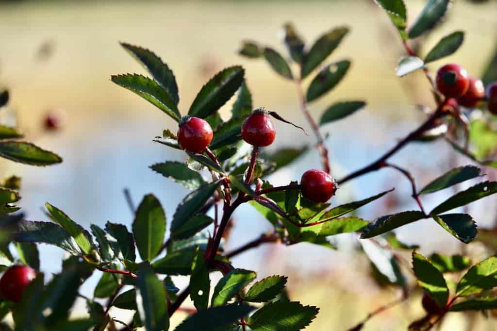 wild rose hips to be harvested