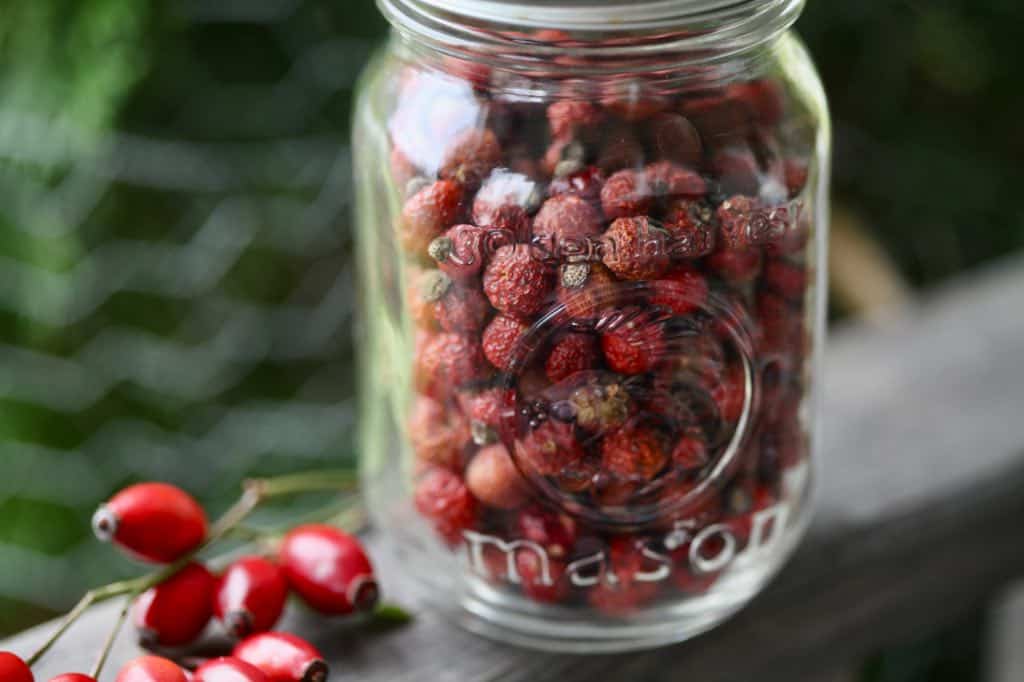 dried rose hips in a mason jar on a wooden railing, next to some fresh red rose hips