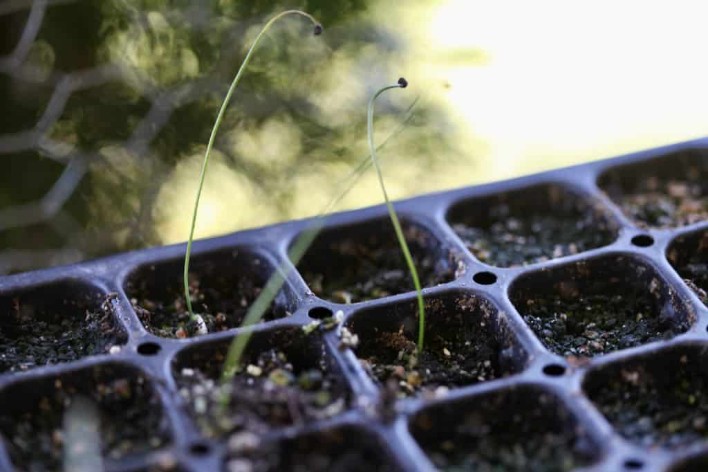 2 ½ month old allium seedlings