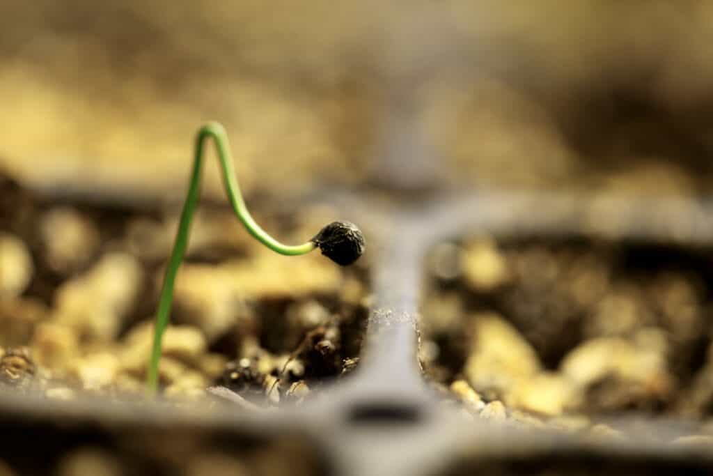 6 week old allium seedling under lights