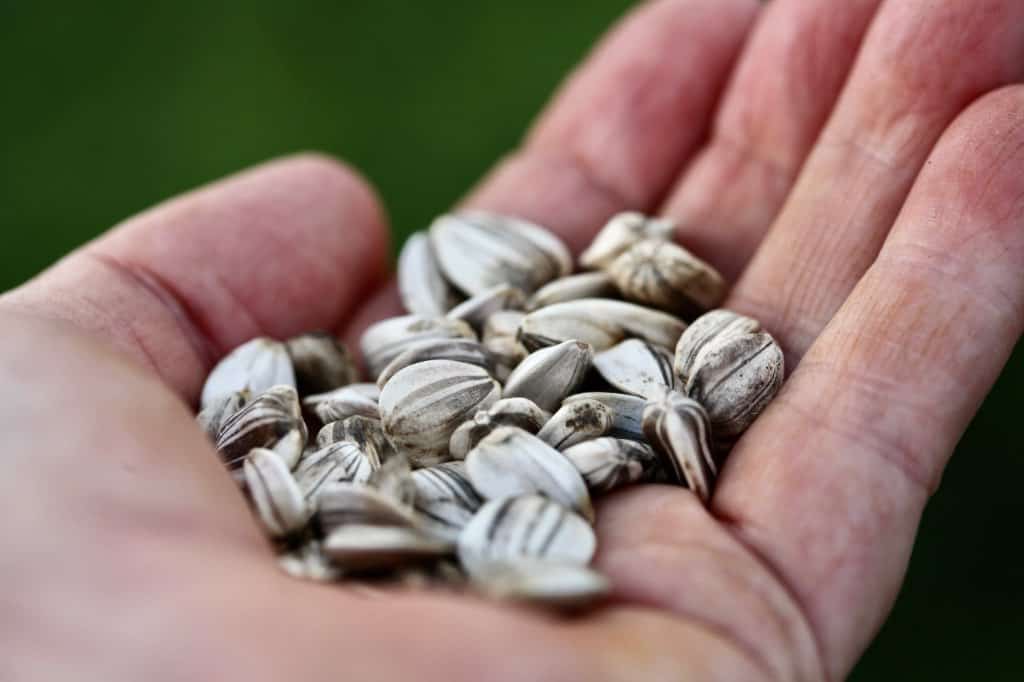 a hand holding mammoth sunflower seeds from Mammoth Grey Striped