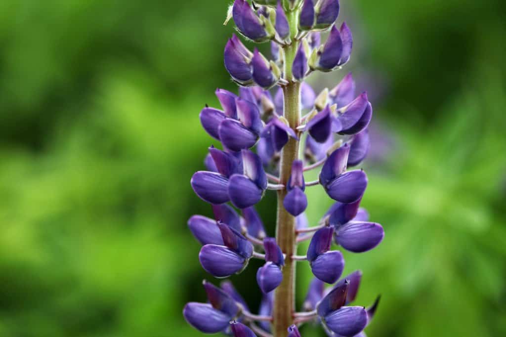a closeup of a purple lupine flower spike showing the individual pea-like blossoms
