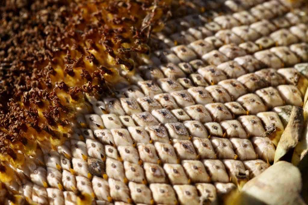 a closeup of the exposed sunflower seeds