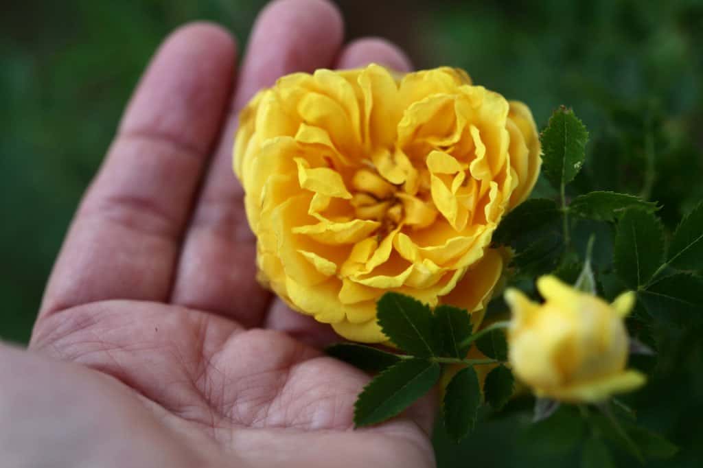 a yellow heritage rose from which seed can be saved to grow new rose varieties