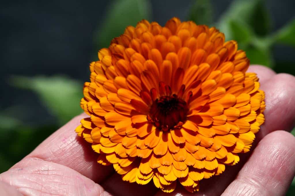 a hand holding a large double calendula flower, Indian Prince variety