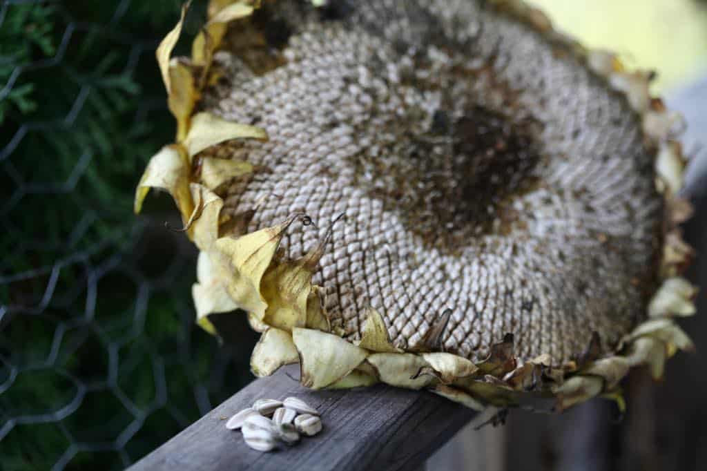 a mammoth sunflower head ready for seed removal