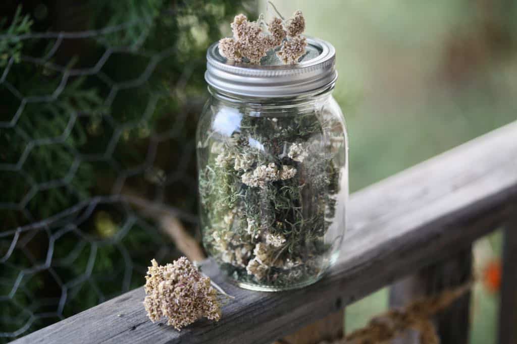 Drying and Storing Yarrow: Preserving Its Benefits for Future Use