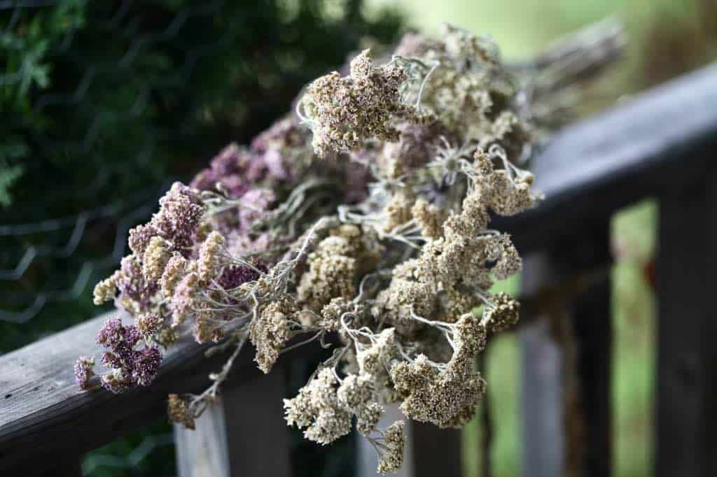 air dried yarrow flowers on a wooden railing, showing how to dry yarrow for tea