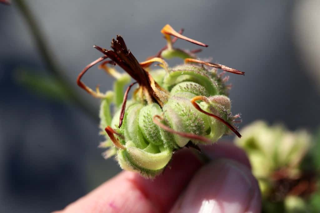 an immature calendula seed pod, with a few petals still attached