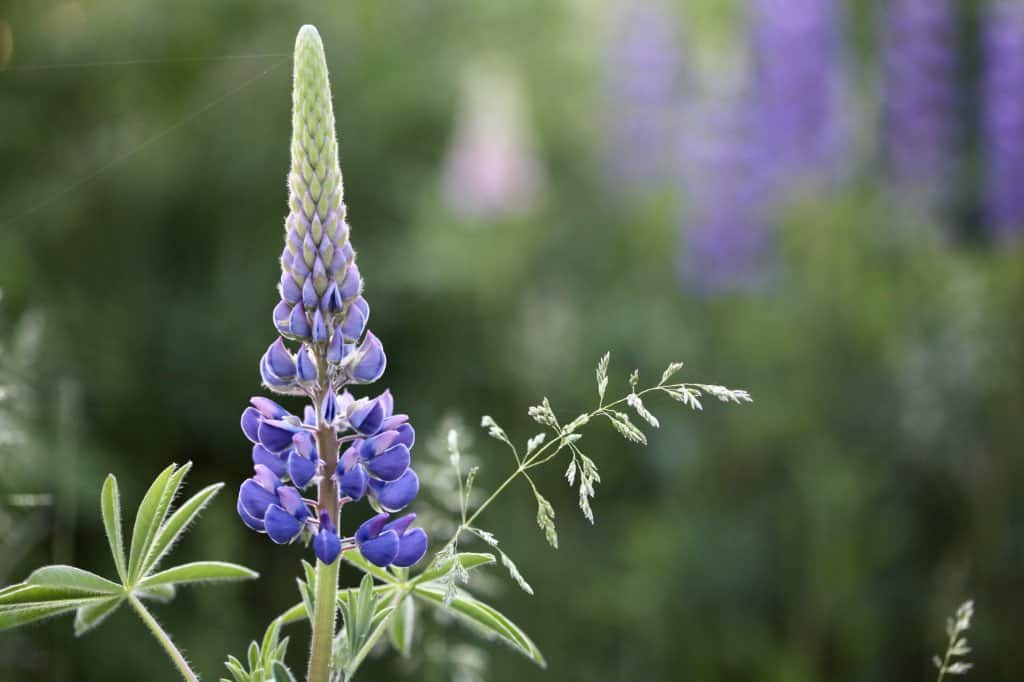 a purple lupine flower in the garden