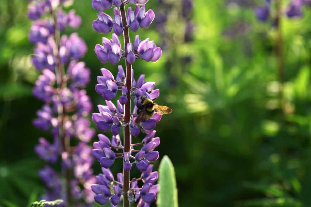 a bee on a purple lupine flower